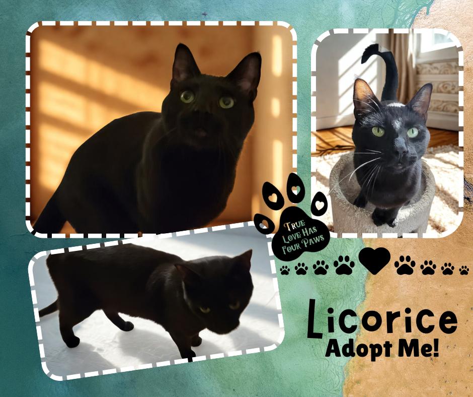 Licorice, Adoptable, Adult Male American Shorthair.