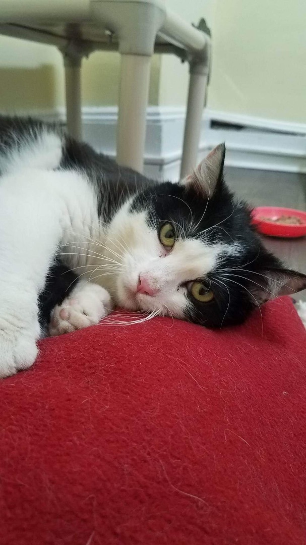 Katy Purry, a Adoptable Domestic Short Hair in Little Falls, NY image 6/8