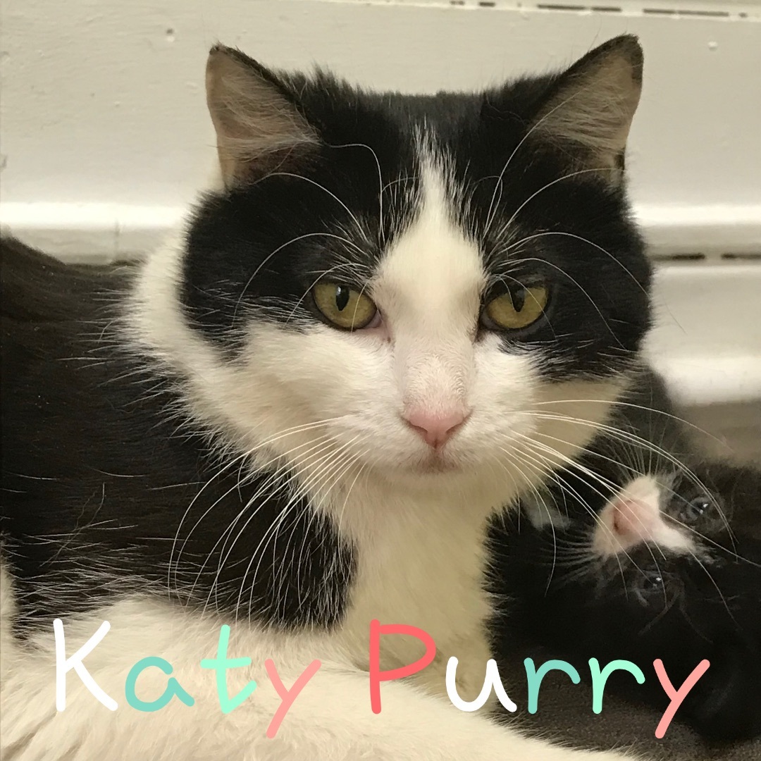 Katy Purry, a Adoptable Domestic Short Hair in Little Falls, NY image 1/8