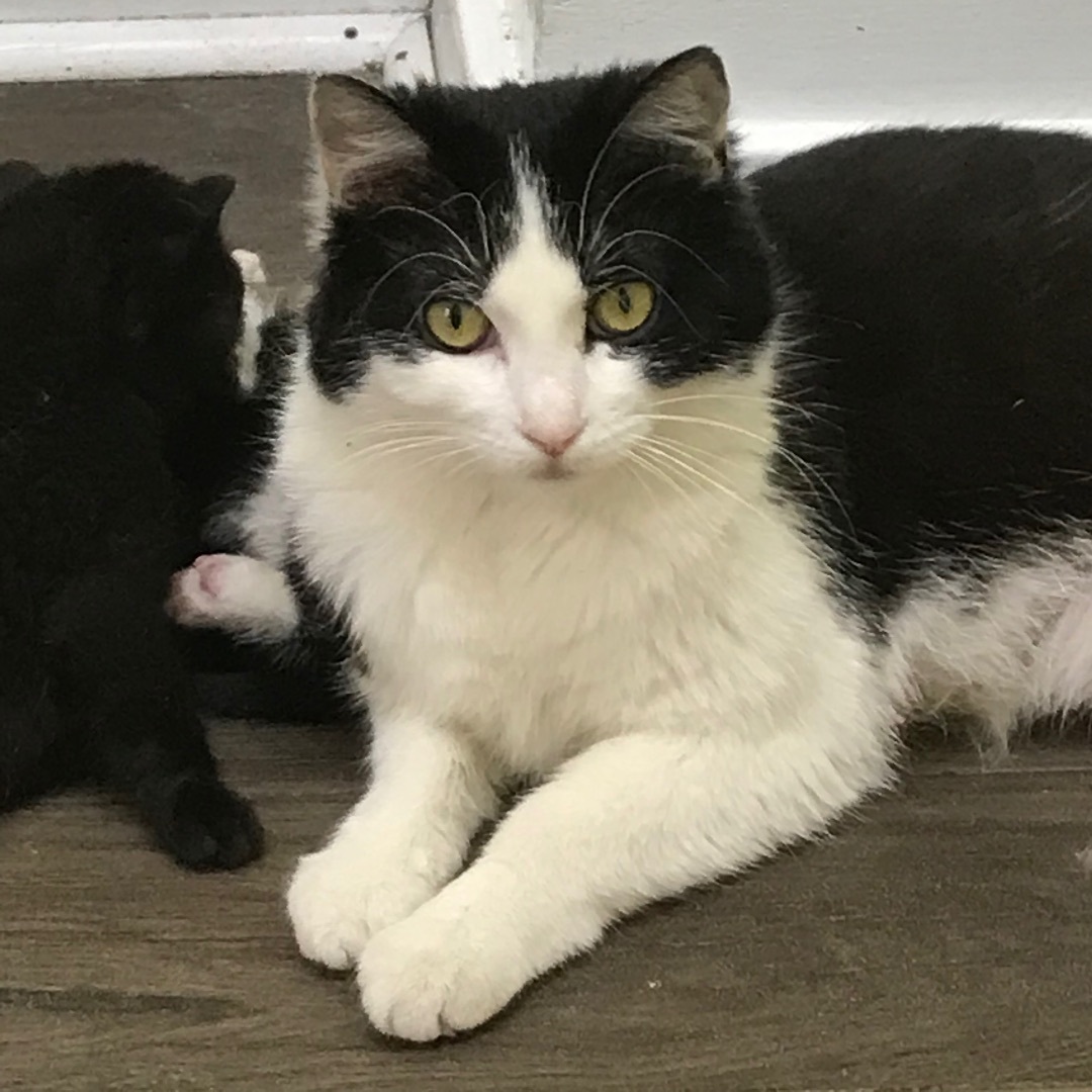 Enlarge Katy Purry, a Adoptable Domestic Short Hair in Little Falls, NY image 8/8