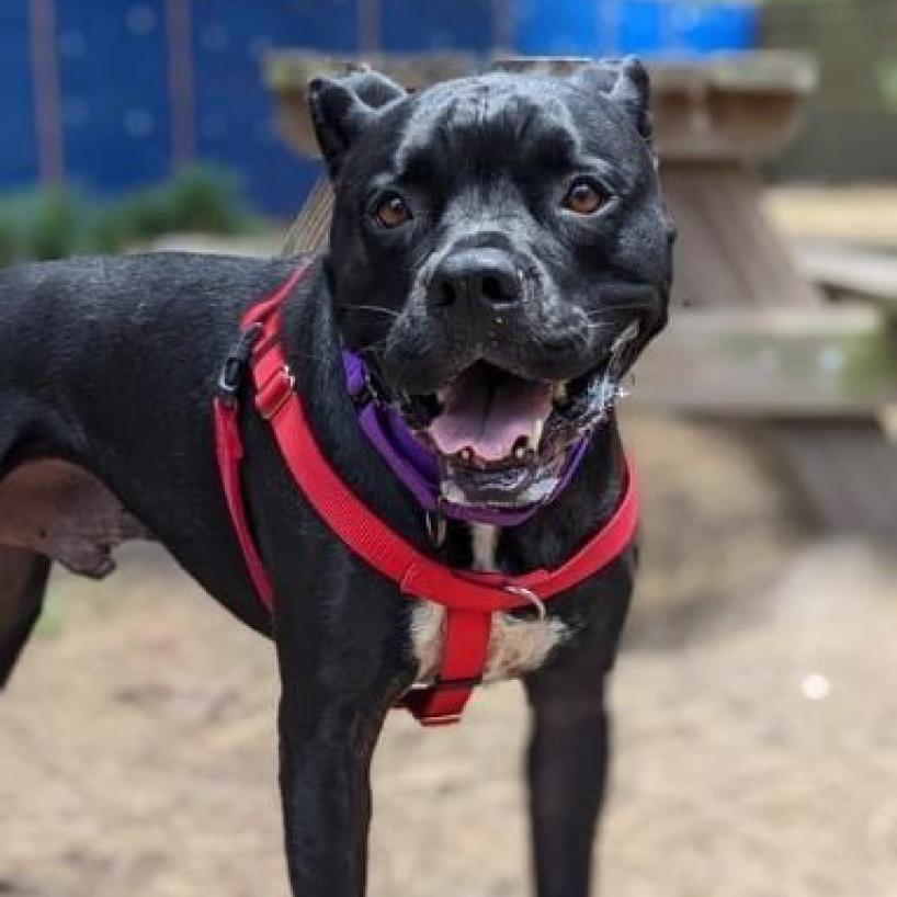 Apollo, Adoptable, Senior Male Mixed Breed.