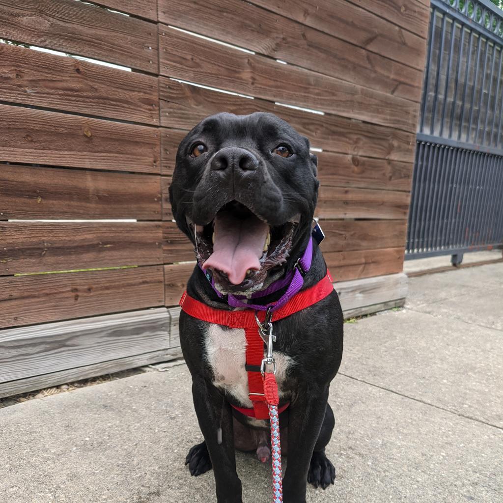 Enlarge Apollo, a Adoptable Mixed Breed in Houston, TX image 2/5