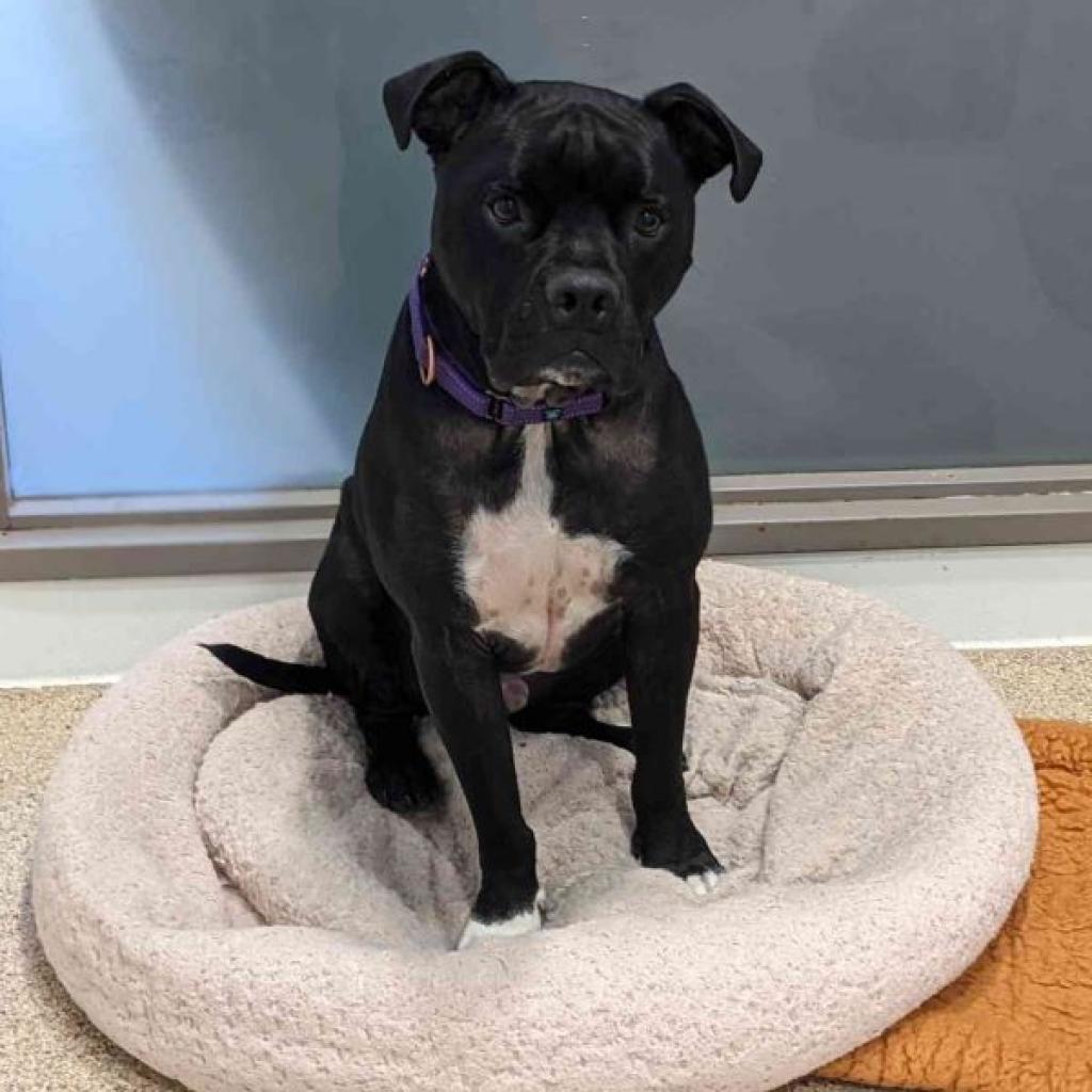 Apollo — thumbnail 3