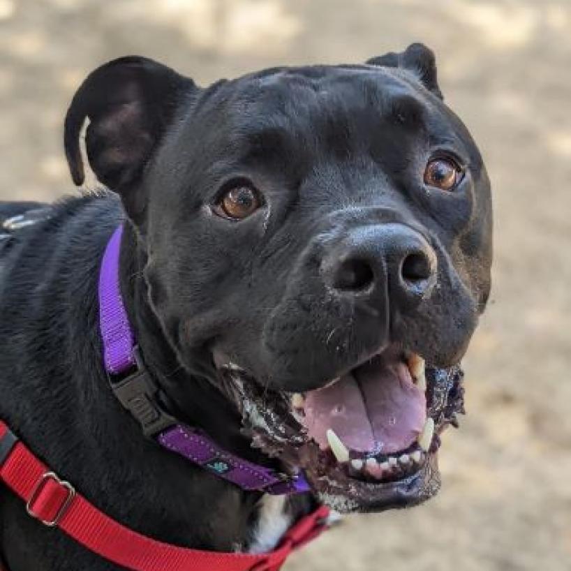 Enlarge Apollo, a Adoptable Mixed Breed in Houston, TX image 4/5