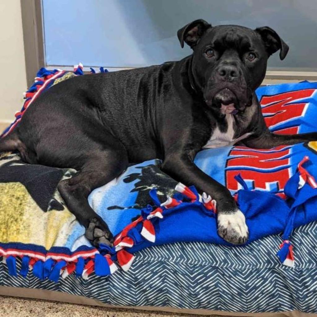 Apollo — thumbnail 5