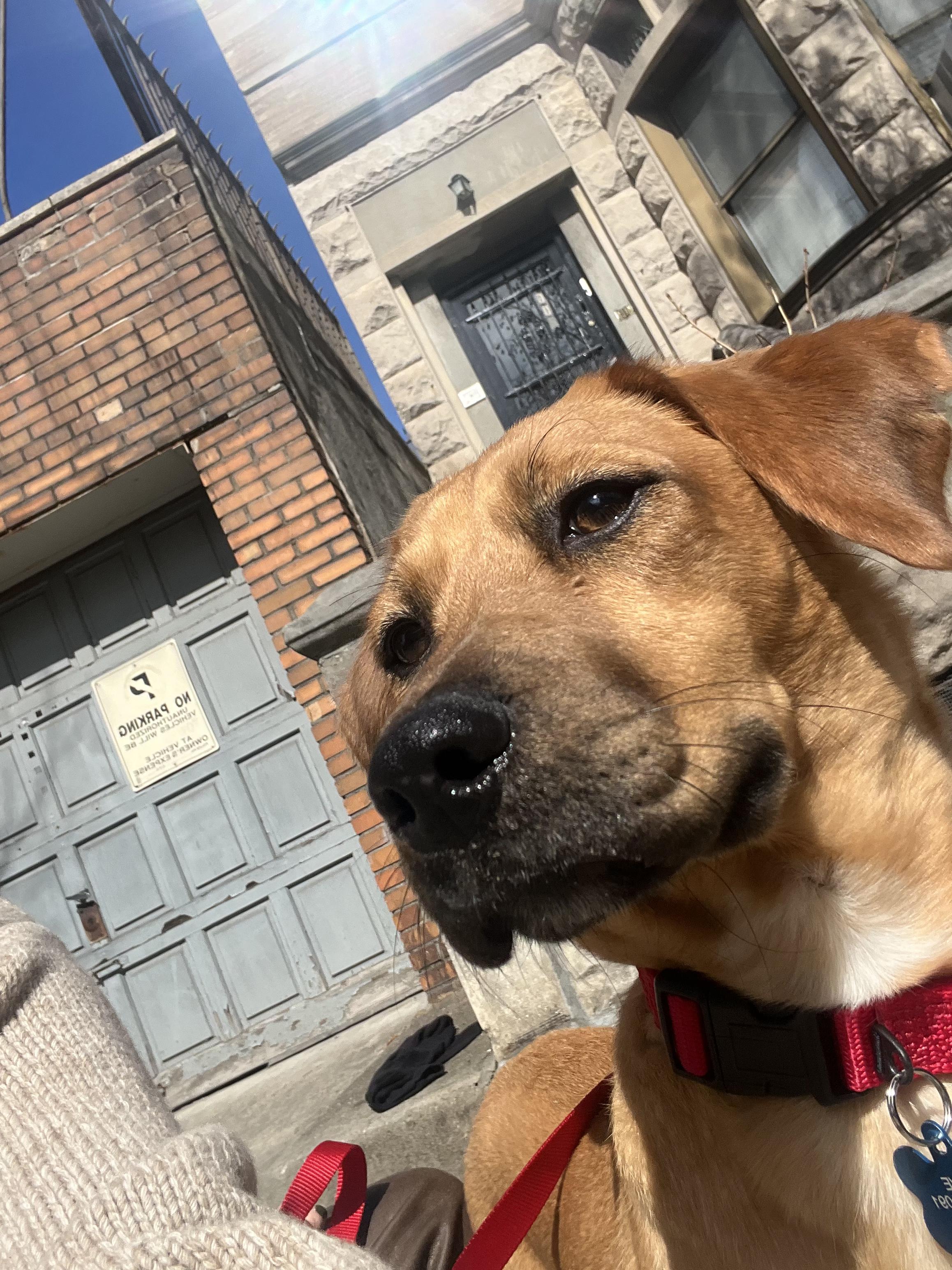 Enlarge Nena, an adoptable mixed breed in Albany, NY image 2/4