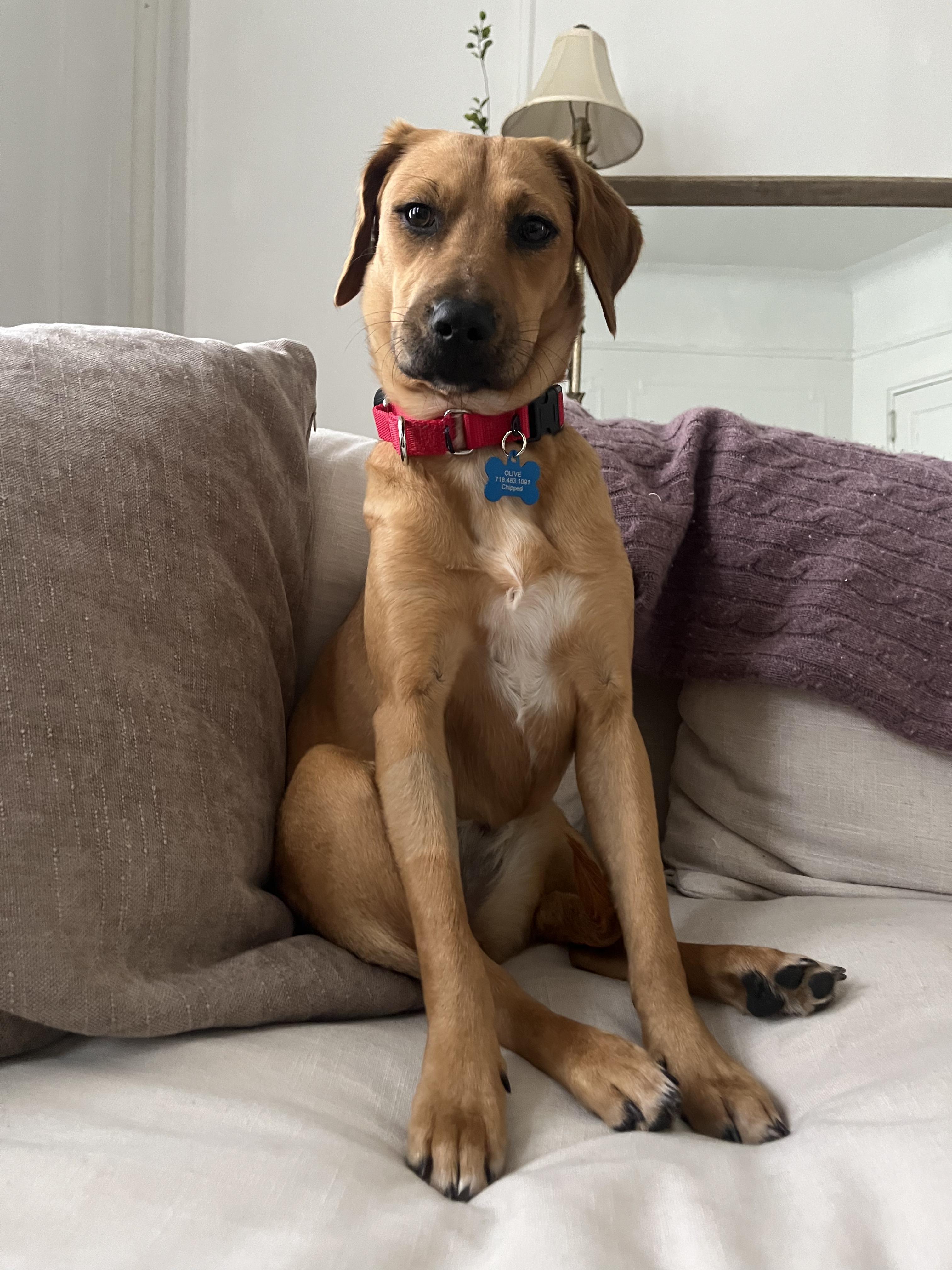 Enlarge Nena, an adoptable mixed breed in Albany, NY image 3/4