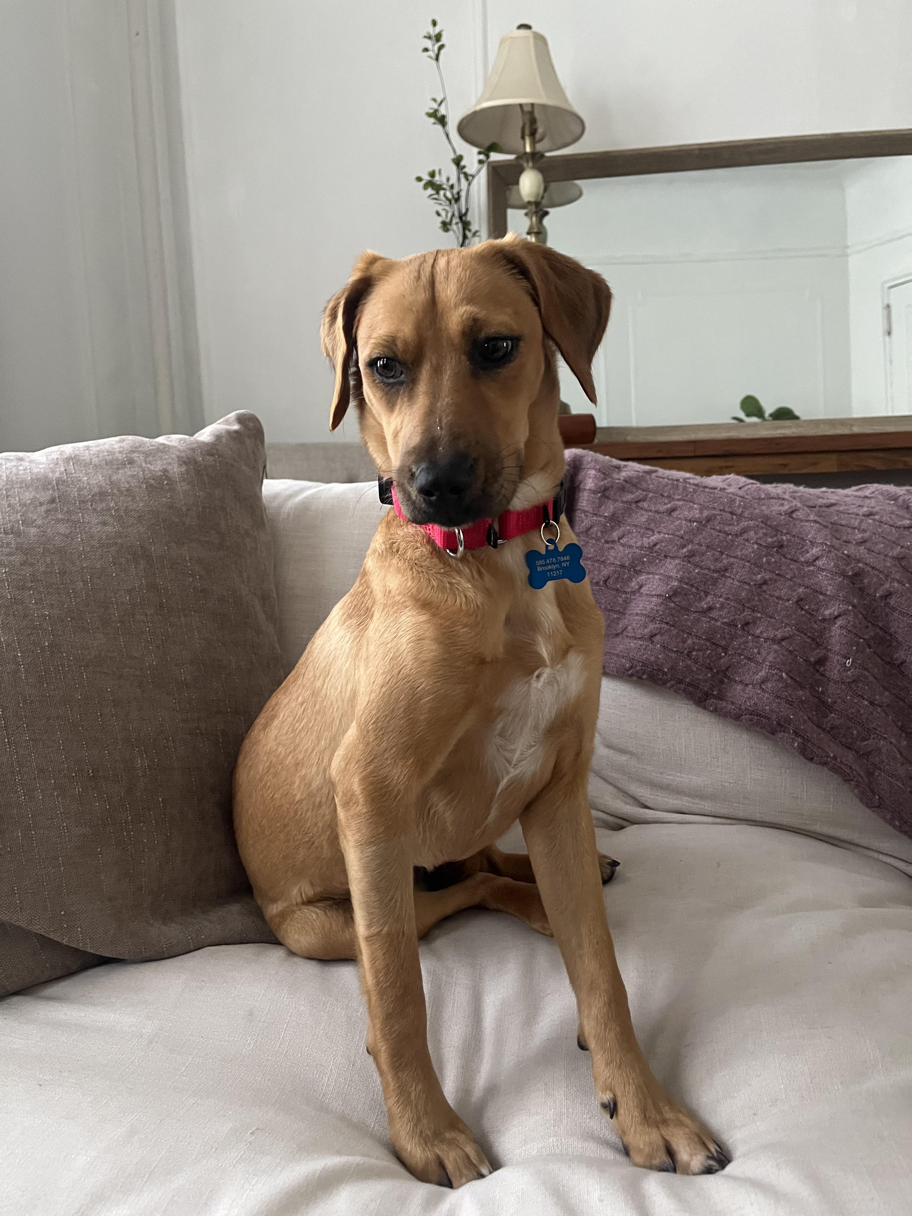 Enlarge Nena, an adoptable mixed breed in Albany, NY image 4/4