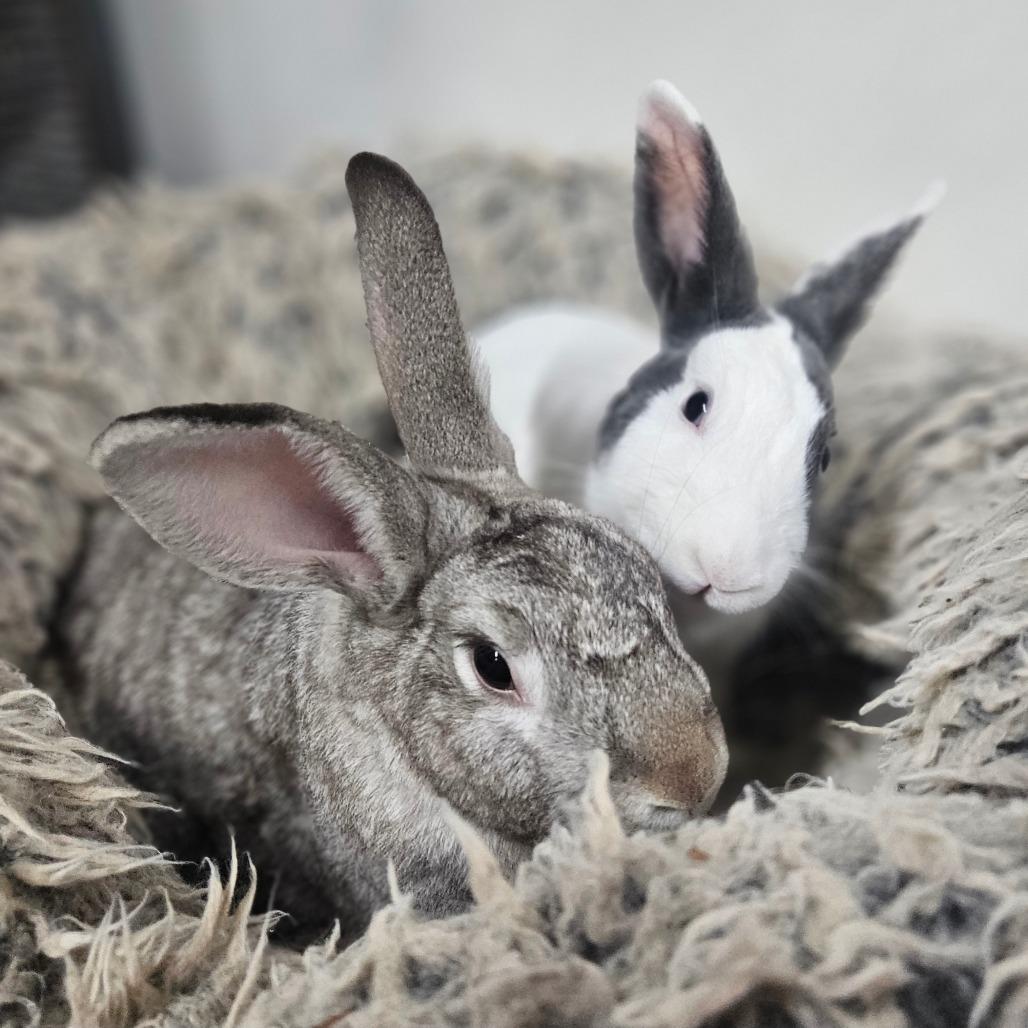 Enlarge Honey Bun & Oatmeal, a Adoptable Dutch in Springfield, MO image 1/6