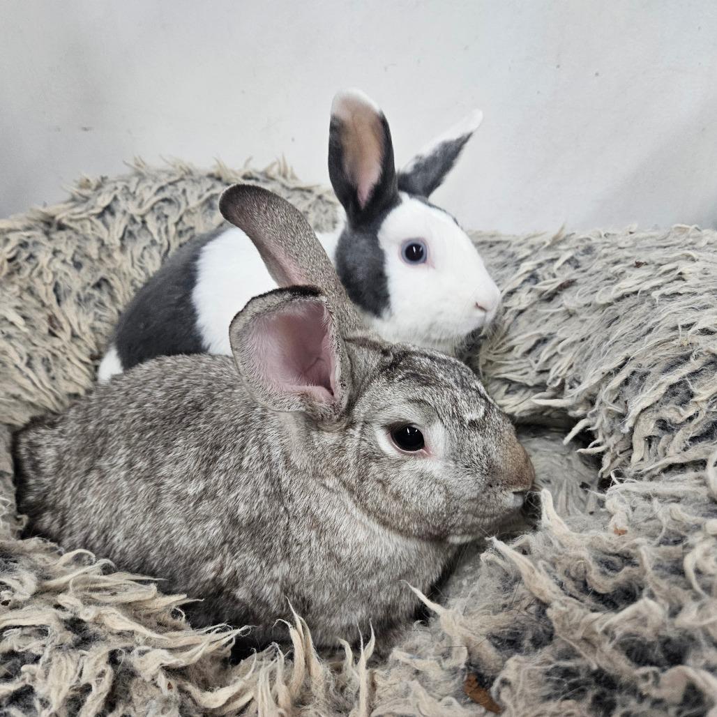 Enlarge Honey Bun & Oatmeal, a Adoptable Dutch in Springfield, MO image 2/6