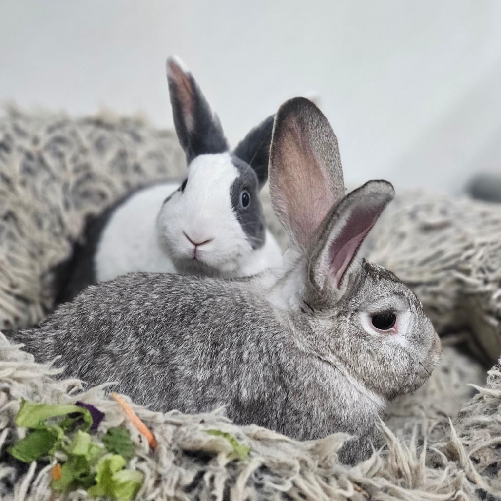 Enlarge Honey Bun & Oatmeal, a Adoptable Dutch in Springfield, MO image 3/6