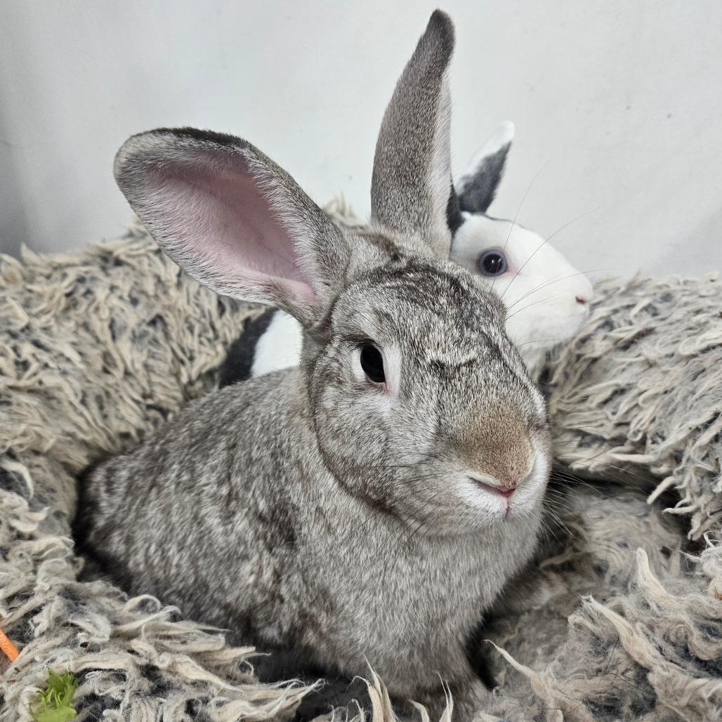 Enlarge Honey Bun & Oatmeal, a Adoptable Dutch in Springfield, MO image 4/6