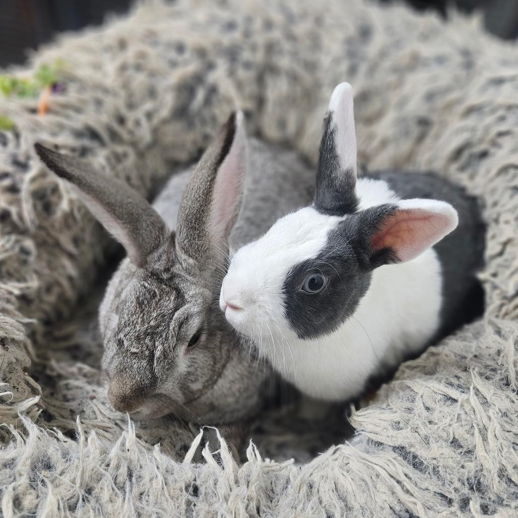 Enlarge Honey Bun & Oatmeal, a Adoptable Dutch in Springfield, MO image 5/6