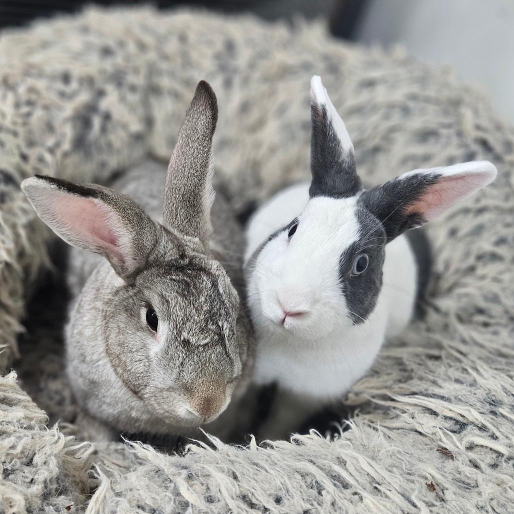 Enlarge Honey Bun & Oatmeal, a Adoptable Dutch in Springfield, MO image 6/6