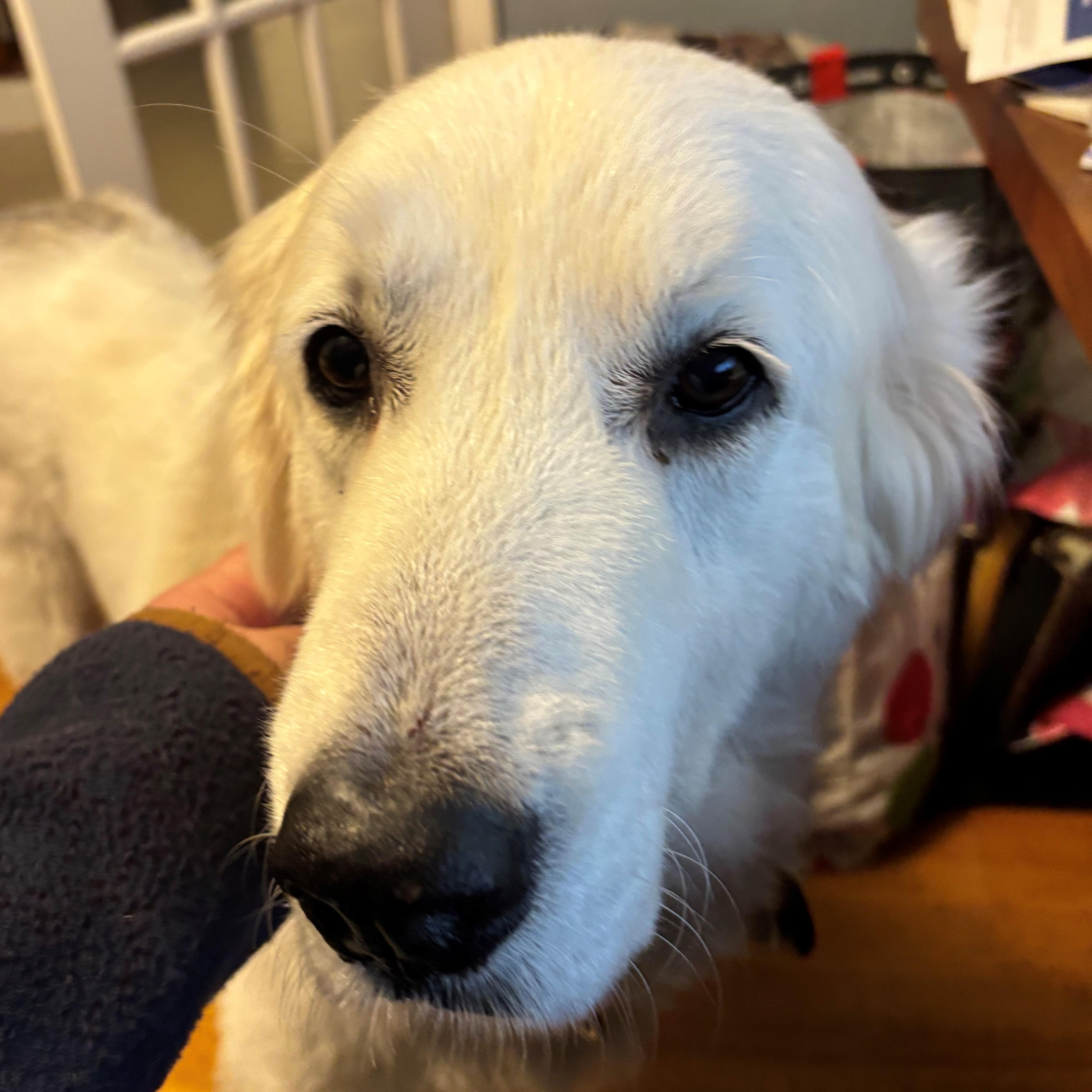 Wendy, adoptable, Senior Female Great Pyrenees.