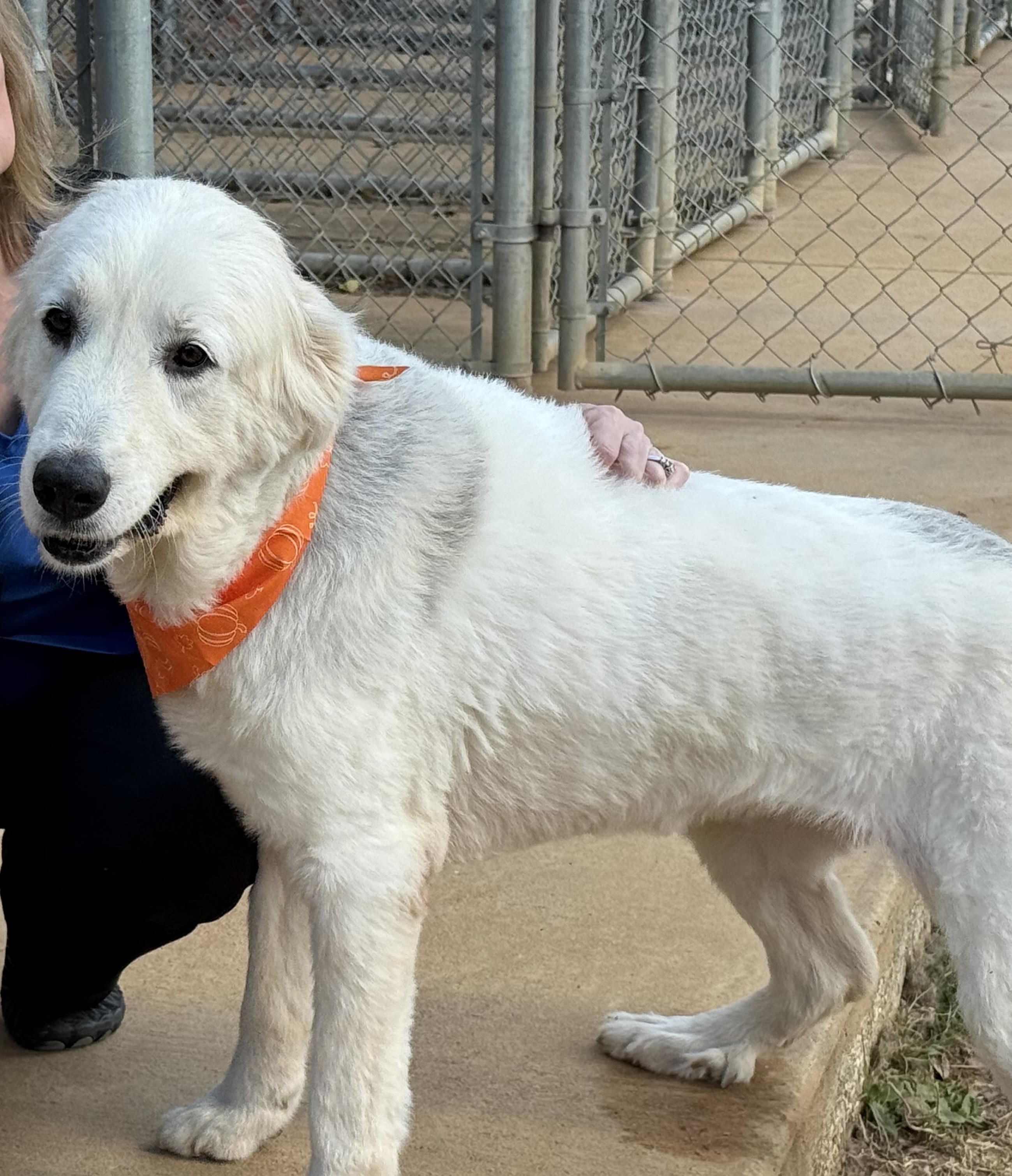 Enlarge Wendy, an adoptable mixed breed in New Canaan, CT image 4/5