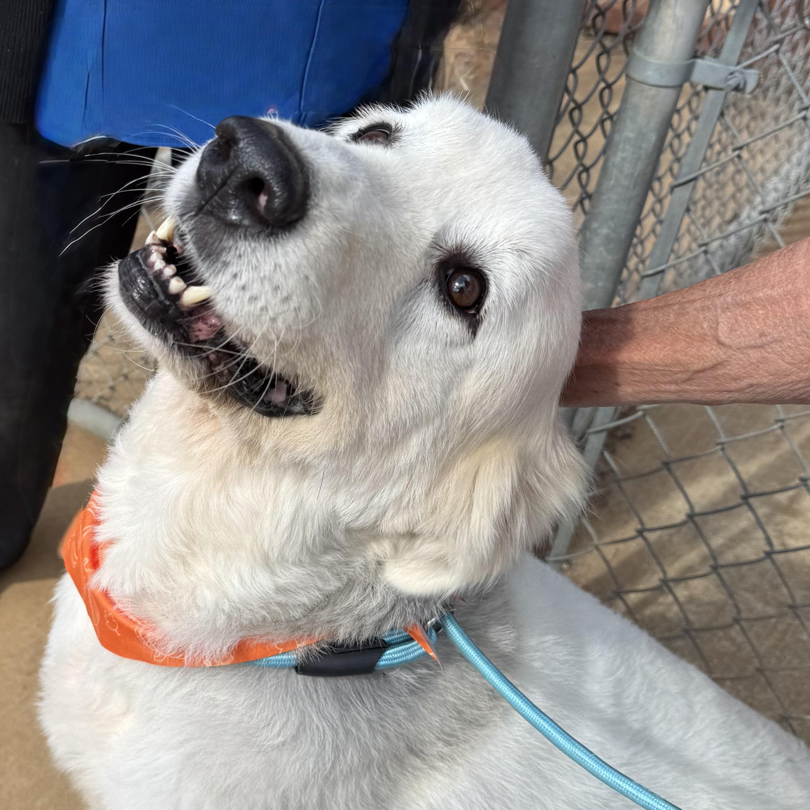 Enlarge Wendy, an adoptable mixed breed in New Canaan, CT image 3/5