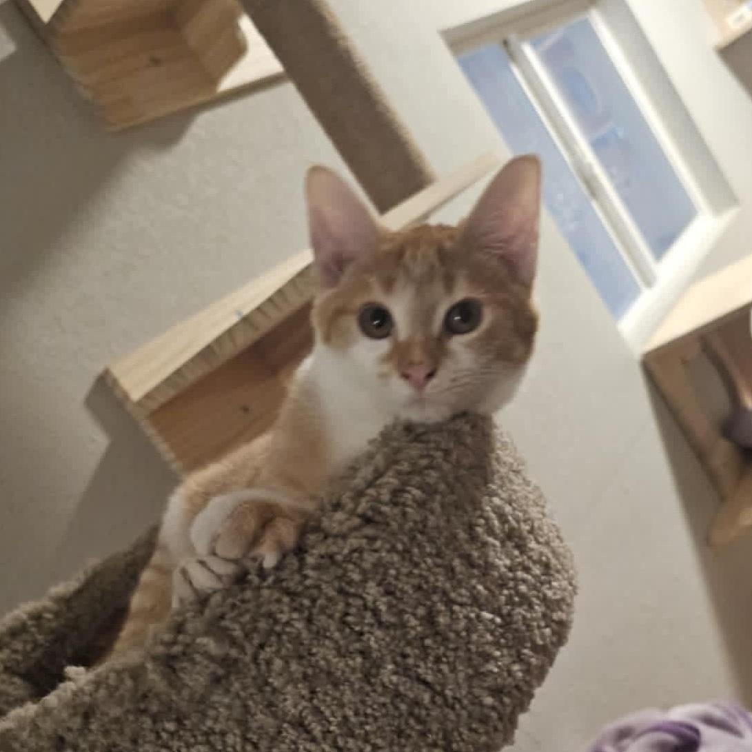 Lock, Adopted, Young Male Tabby.