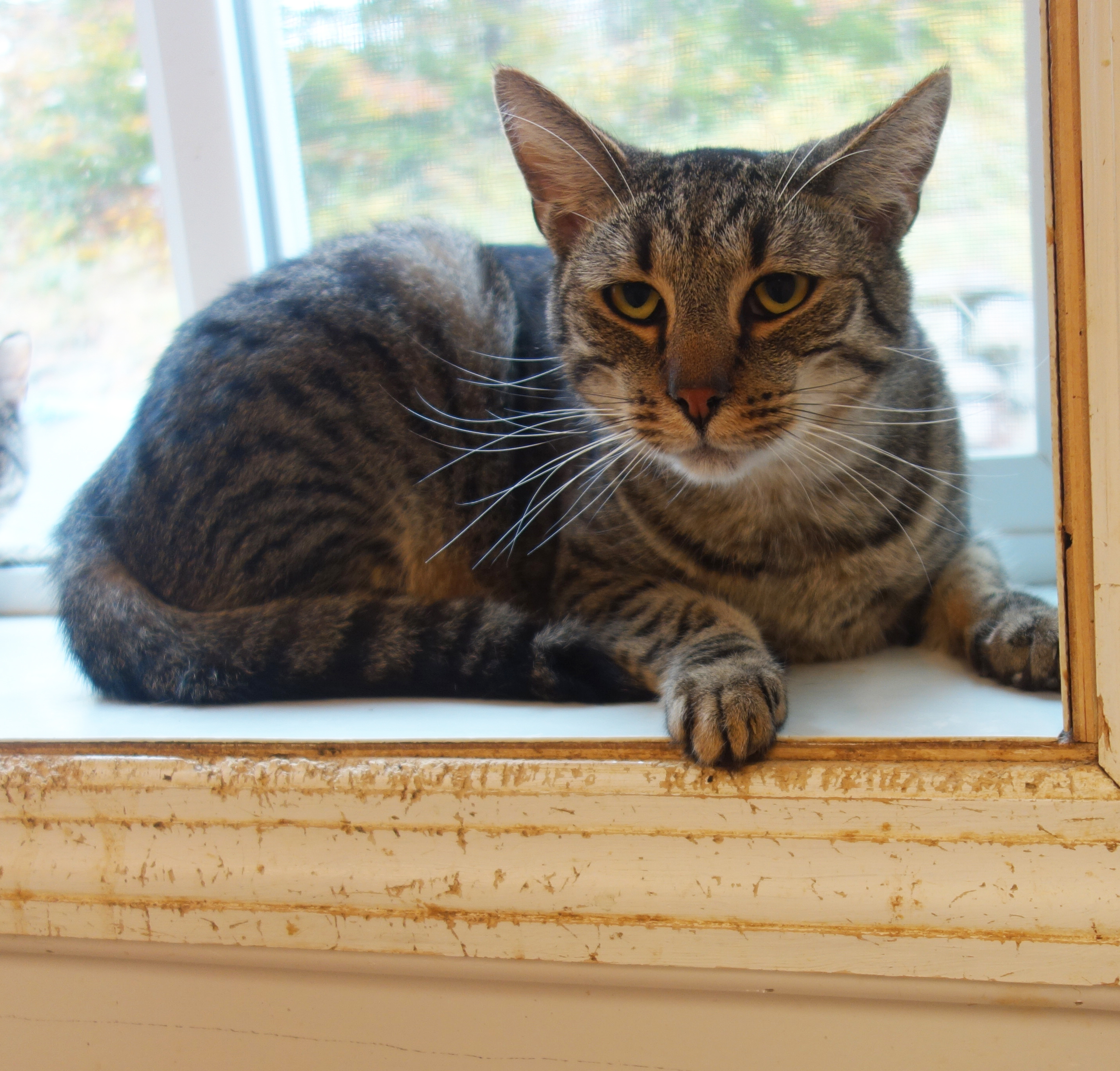 Enlarge Dear Ol' Dad, a Adoptable Domestic Short Hair in Gouldsboro, PA image 1/2