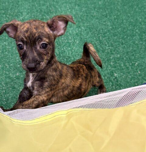 Porsche, Adoptable, Puppy Female Chihuahua & Mixed Breed.