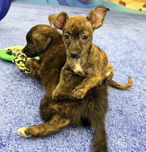 Enlarge Porsche, a Adoptable mixed breed in Henderson, NV image 2/2
