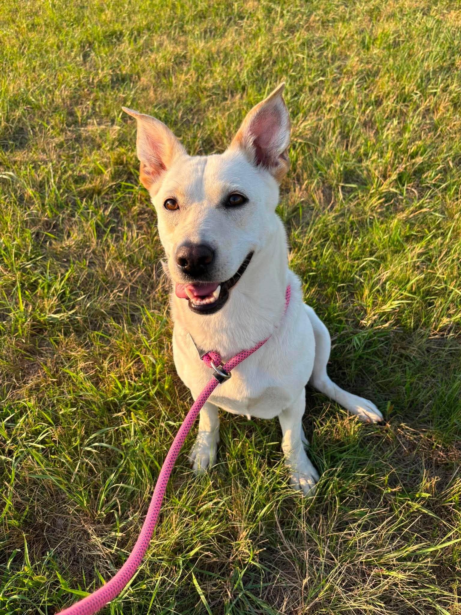Enlarge Rue, a Adoptable mixed breed in Grand Forks, ND image 2/2