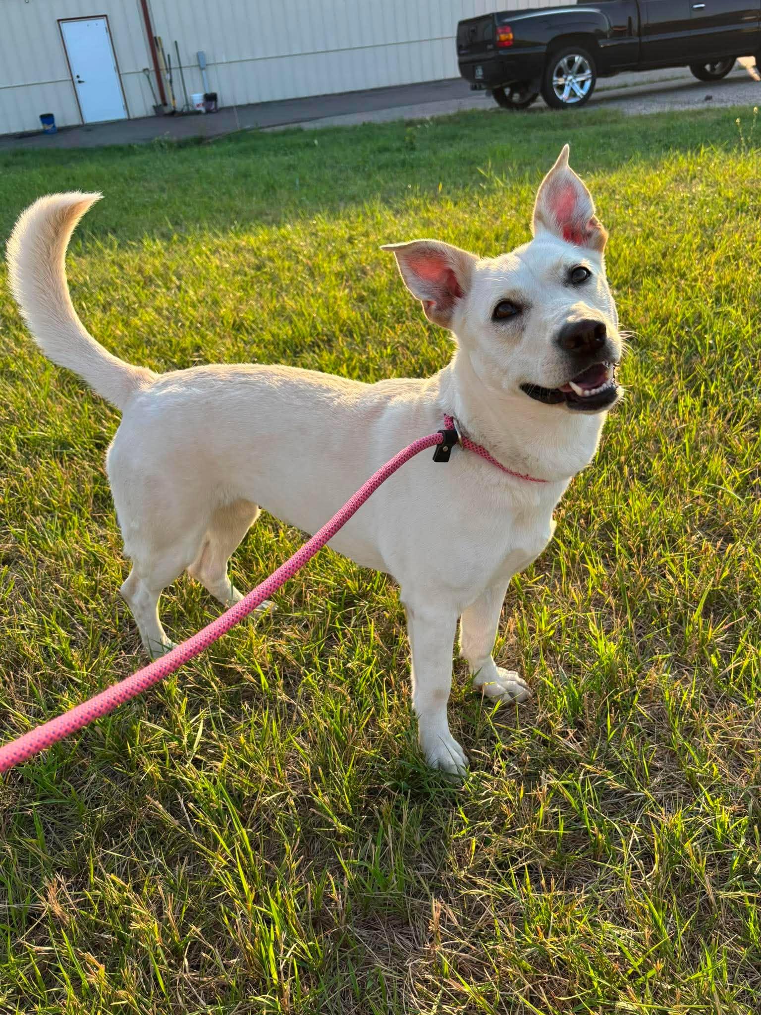 Rue, Adoptable, Adult Female Cattle Dog.