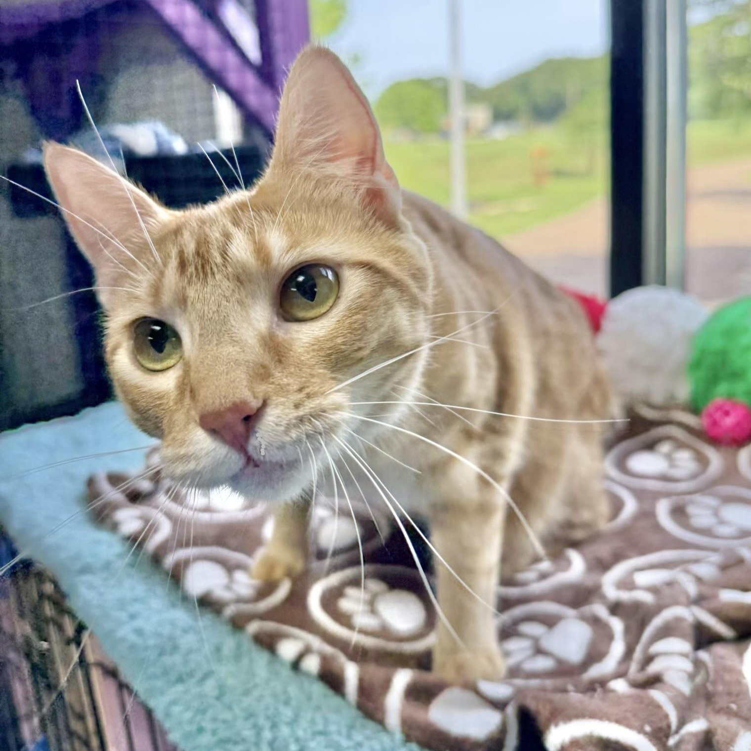 Honeydew, adoptable, Young Female Domestic Short Hair.