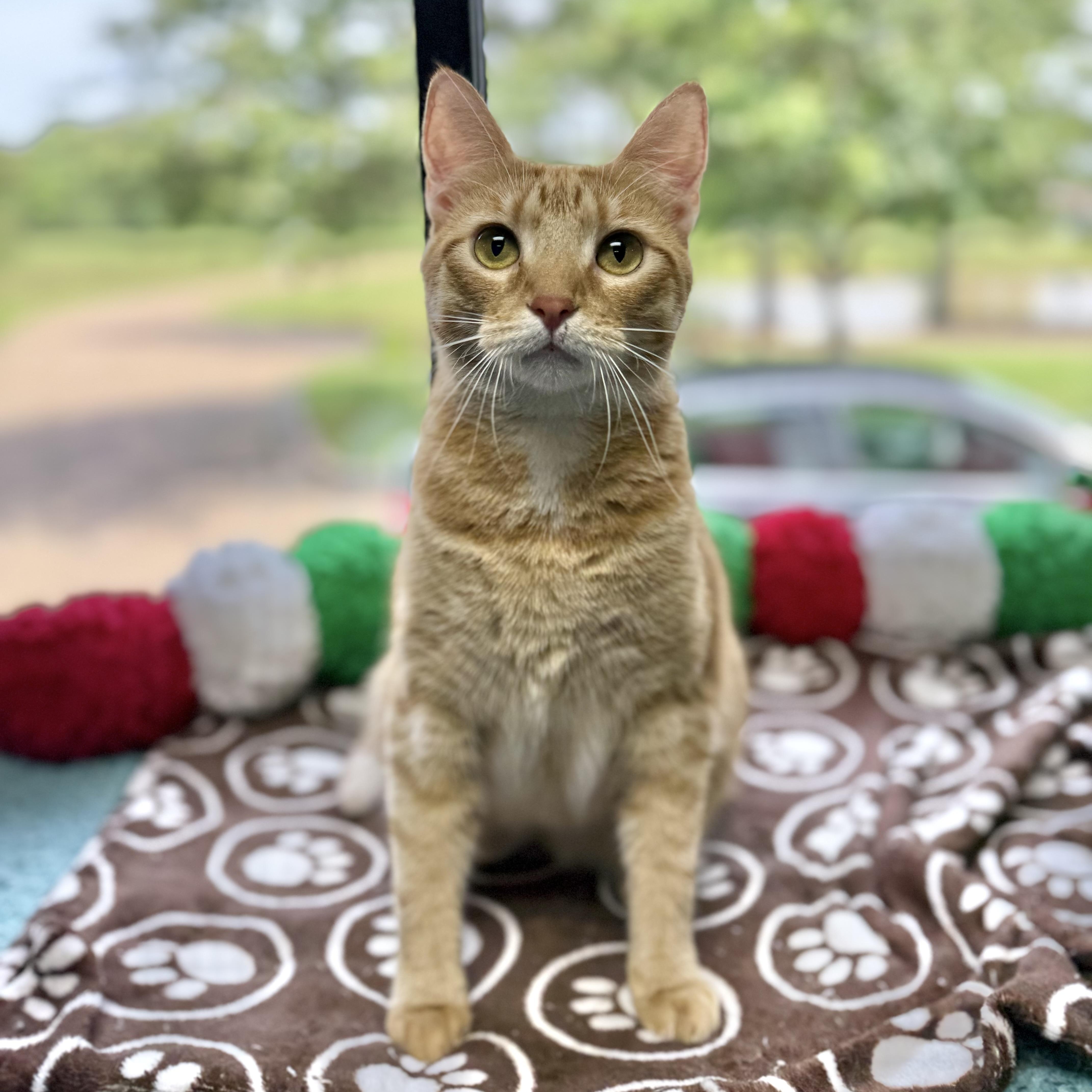 Enlarge Honeydew, an adoptable Domestic Short Hair in Collierville, TN image 3/6