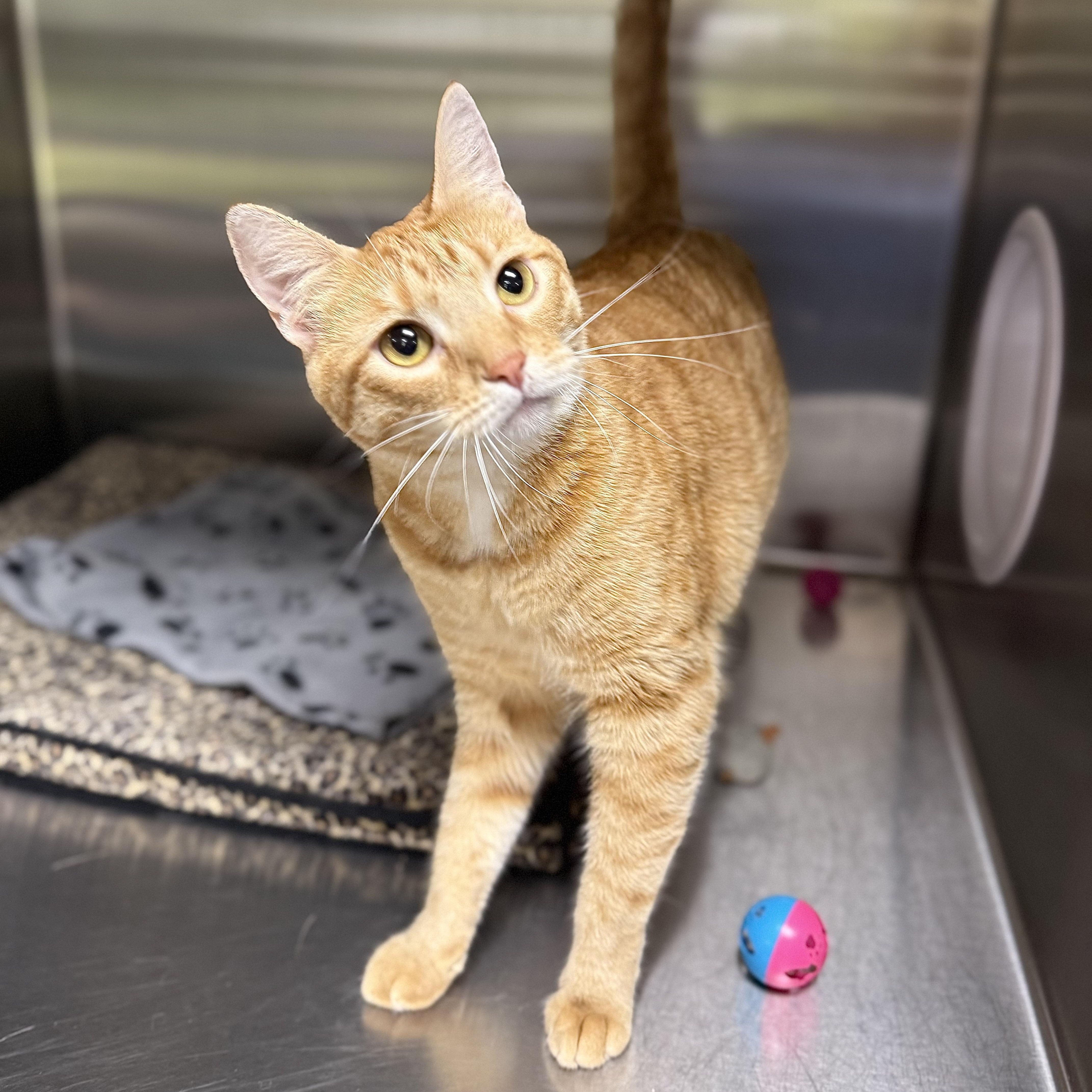 Enlarge Honeydew, an adoptable Domestic Short Hair in Collierville, TN image 6/6