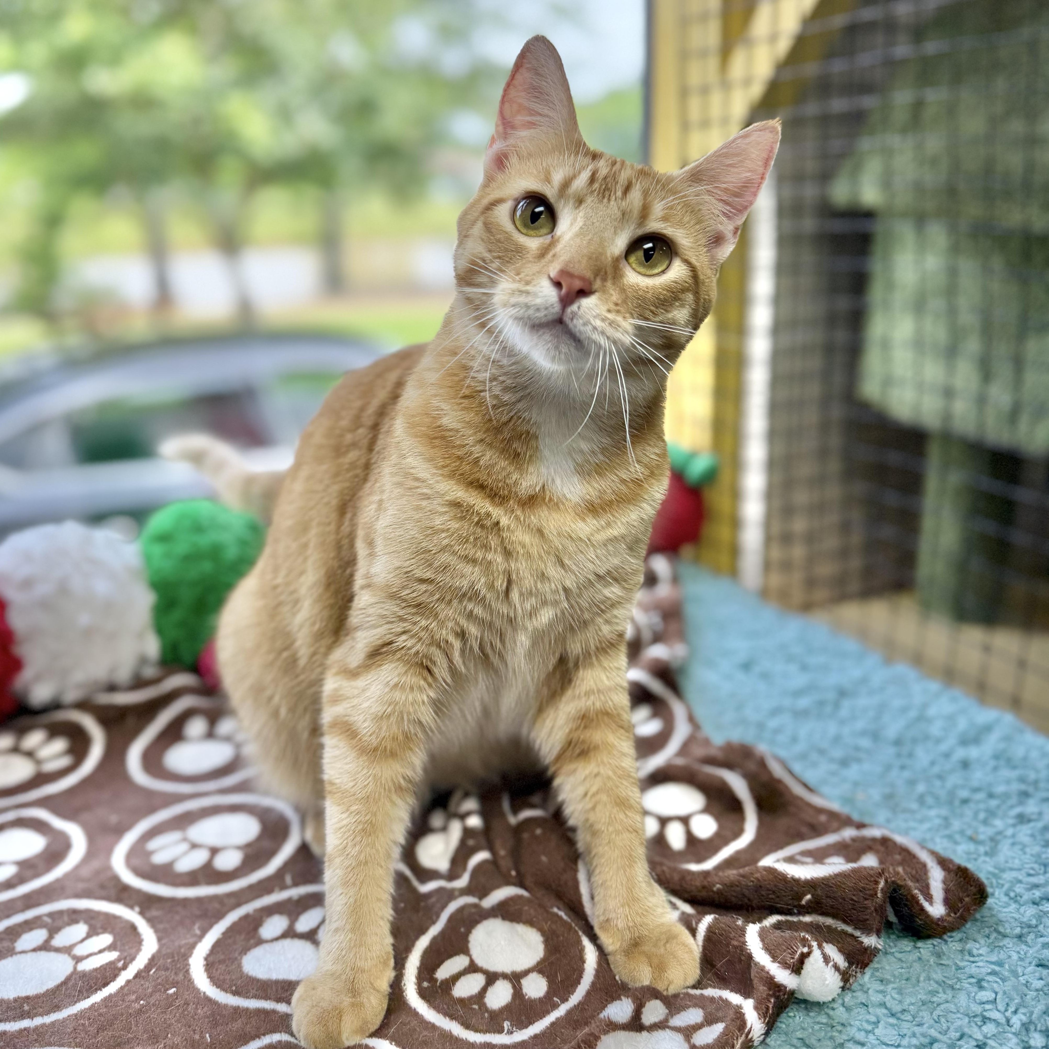 Enlarge Honeydew, an adoptable Domestic Short Hair in Collierville, TN image 4/6