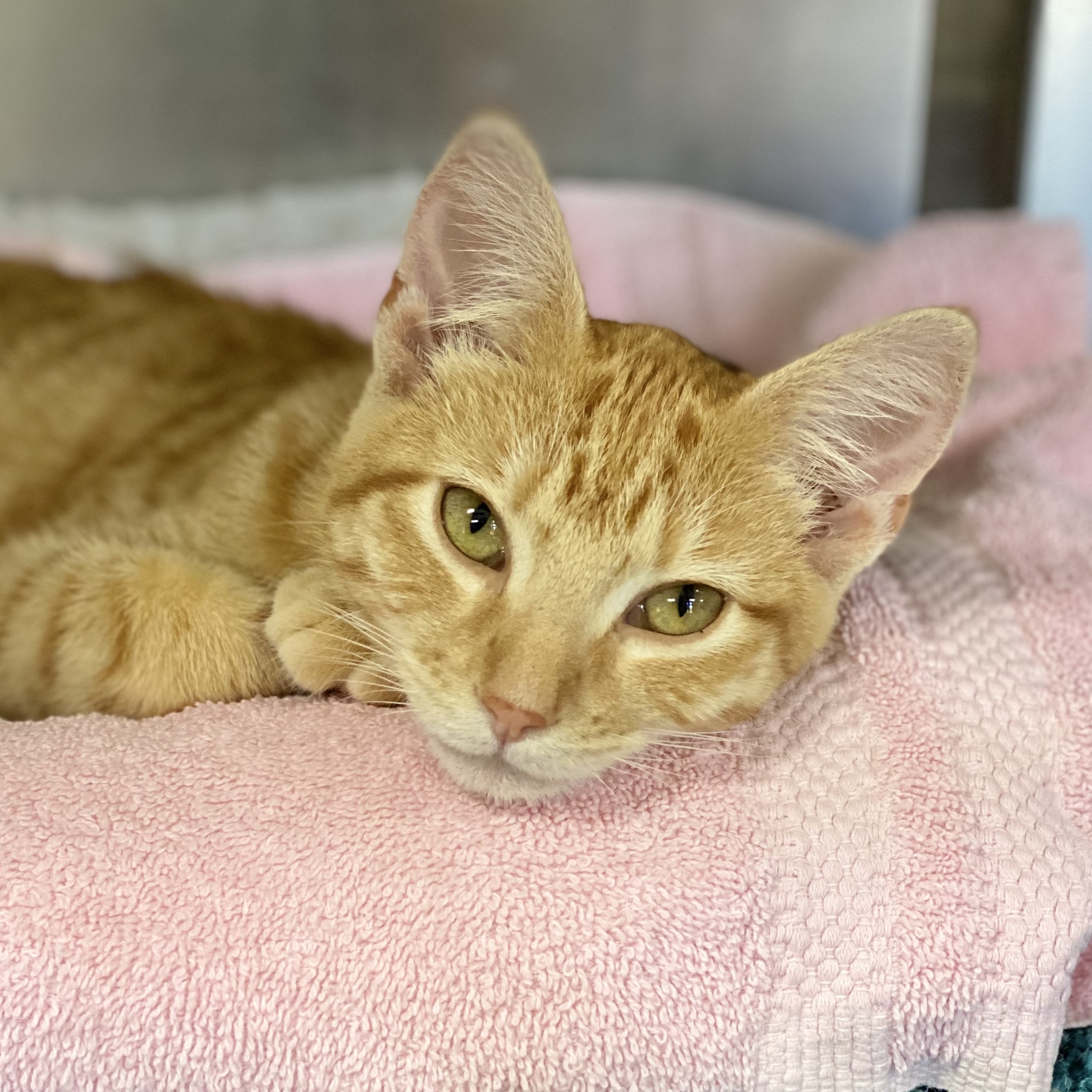 Enlarge Honeydew, an adoptable Domestic Short Hair in Collierville, TN image 2/6