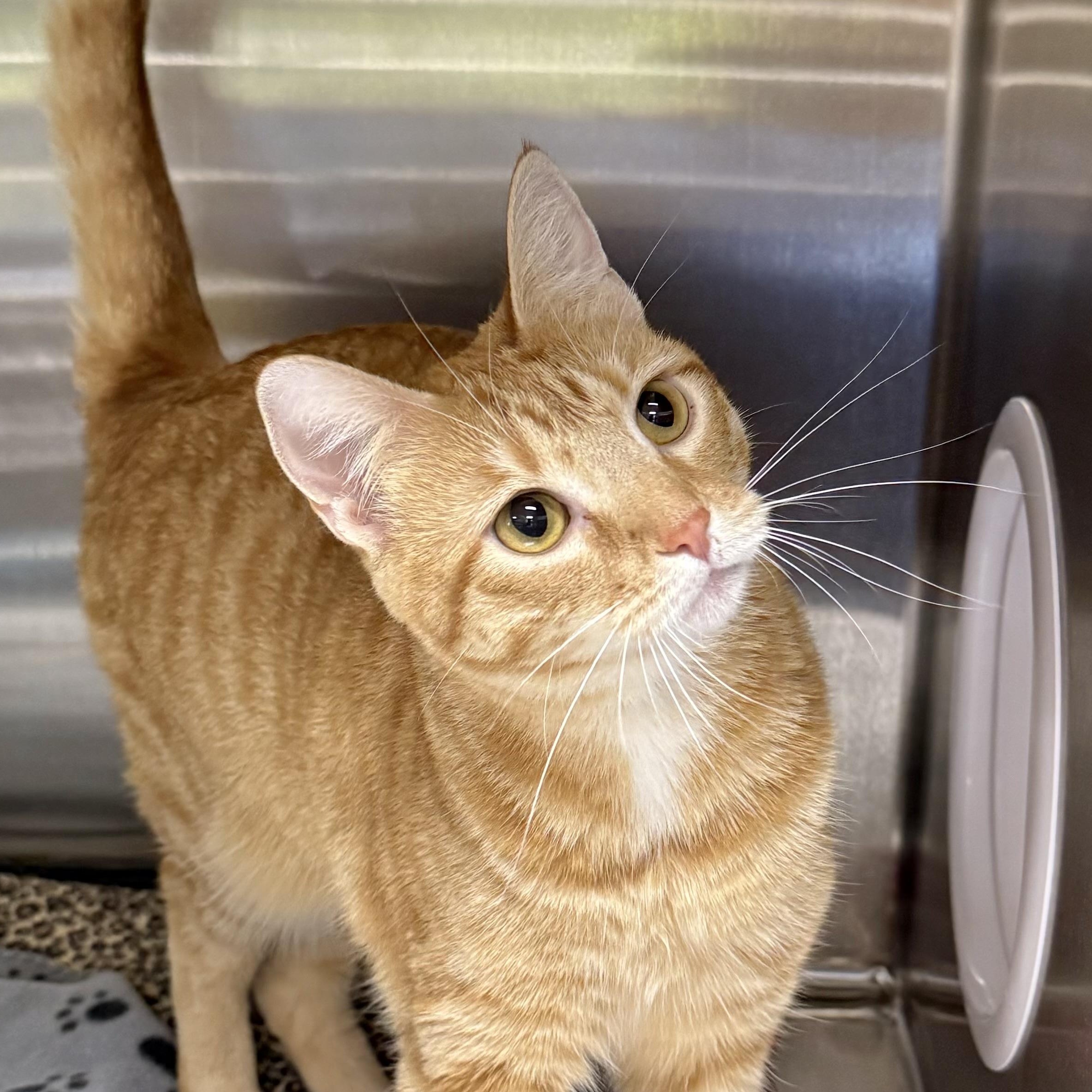 Enlarge Honeydew, an adoptable Domestic Short Hair in Collierville, TN image 5/6