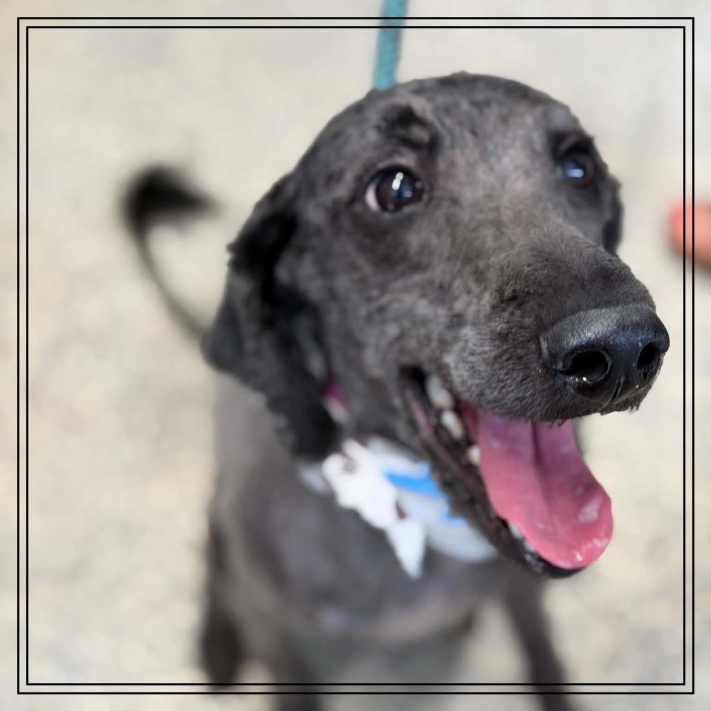 Nala, Adoptable, Adult Female Standard Poodle & Mixed Breed.