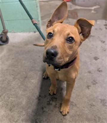 LILY, Adoptable, Puppy Female Pit Bull Terrier.