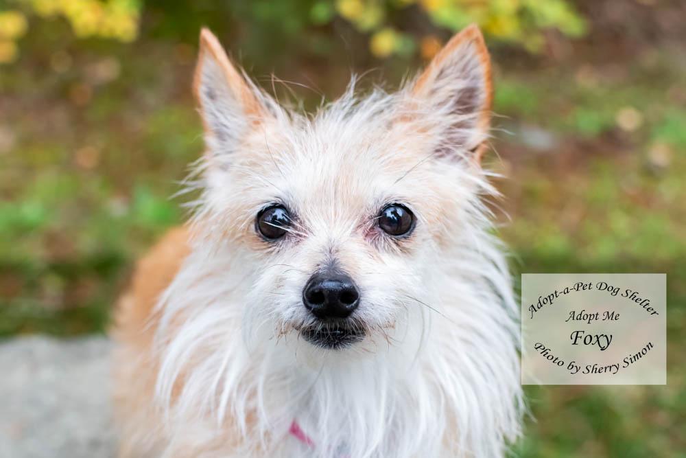 Enlarge FOXY, a Adopted mixed breed in Shelton, WA image 1/6
