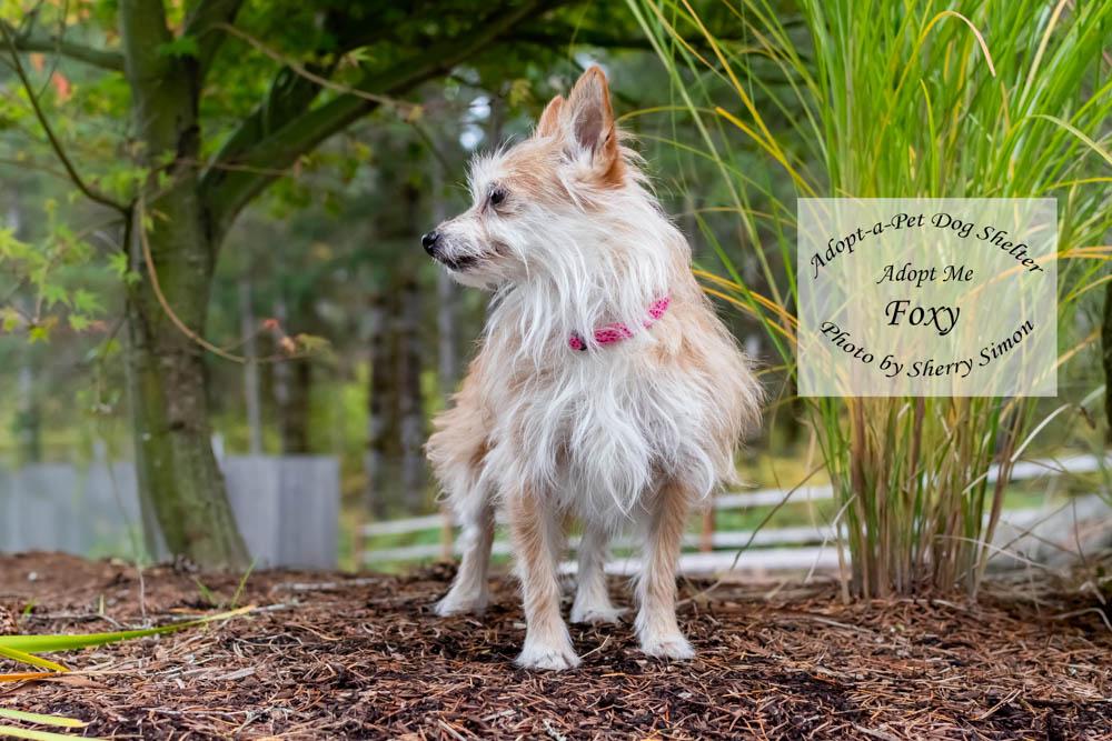 Enlarge FOXY, a Adopted mixed breed in Shelton, WA image 5/6