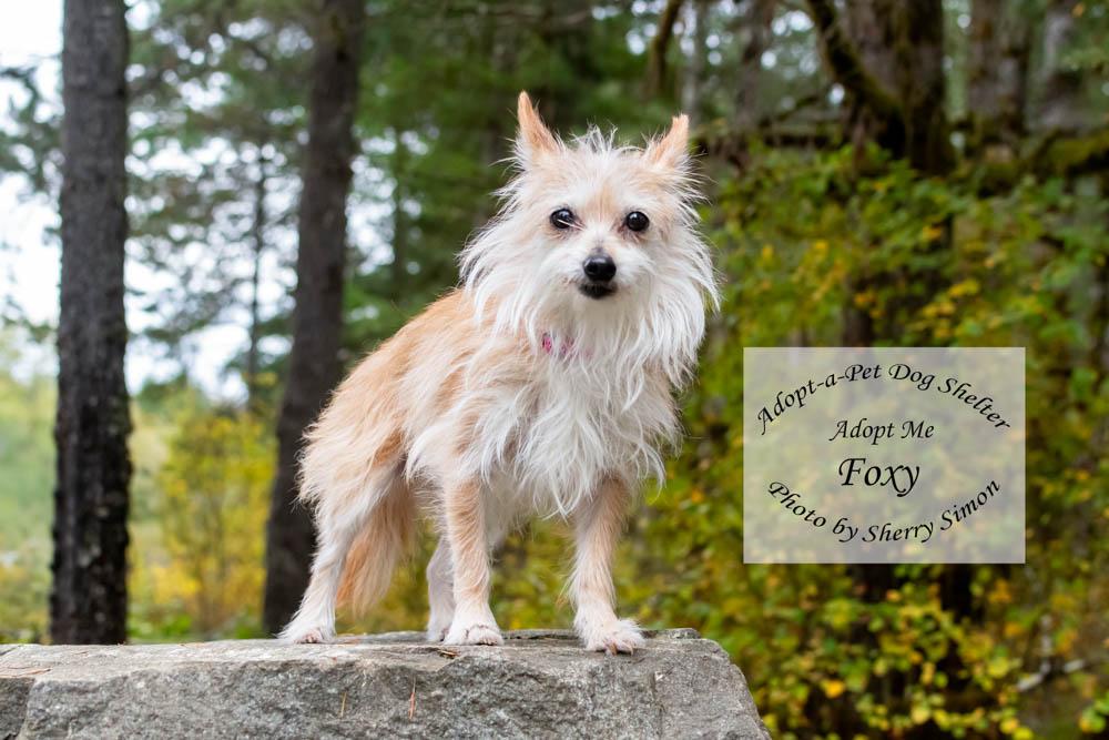 Enlarge FOXY, a Adopted mixed breed in Shelton, WA image 6/6