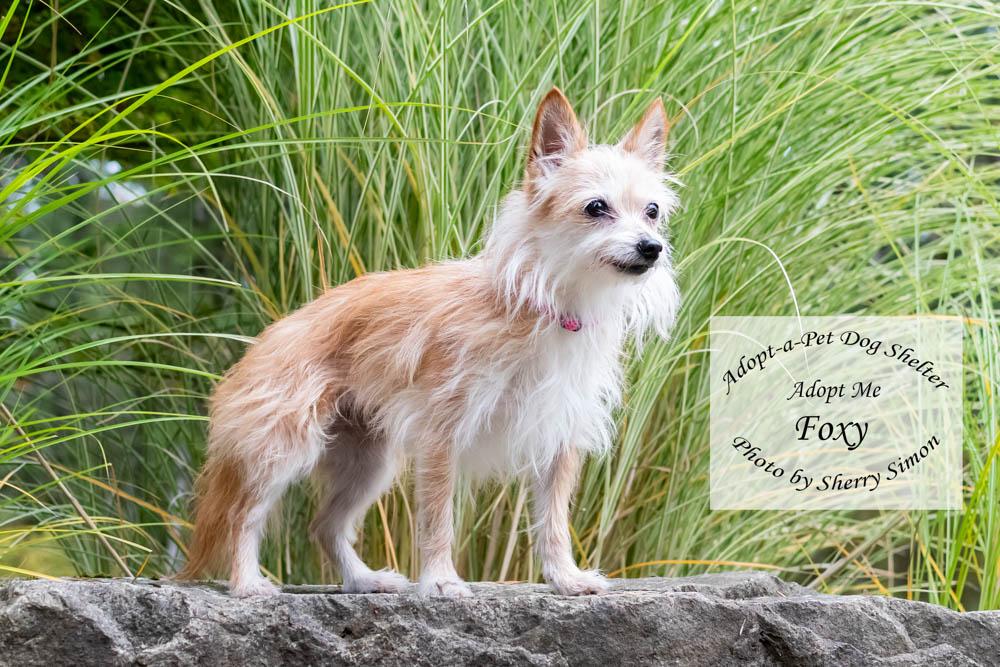 Enlarge FOXY, a Adopted mixed breed in Shelton, WA image 4/6