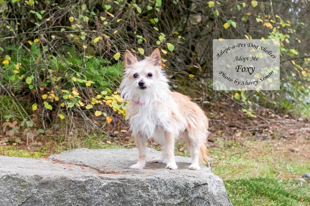 Enlarge FOXY, a Adopted mixed breed in Shelton, WA image 2/6