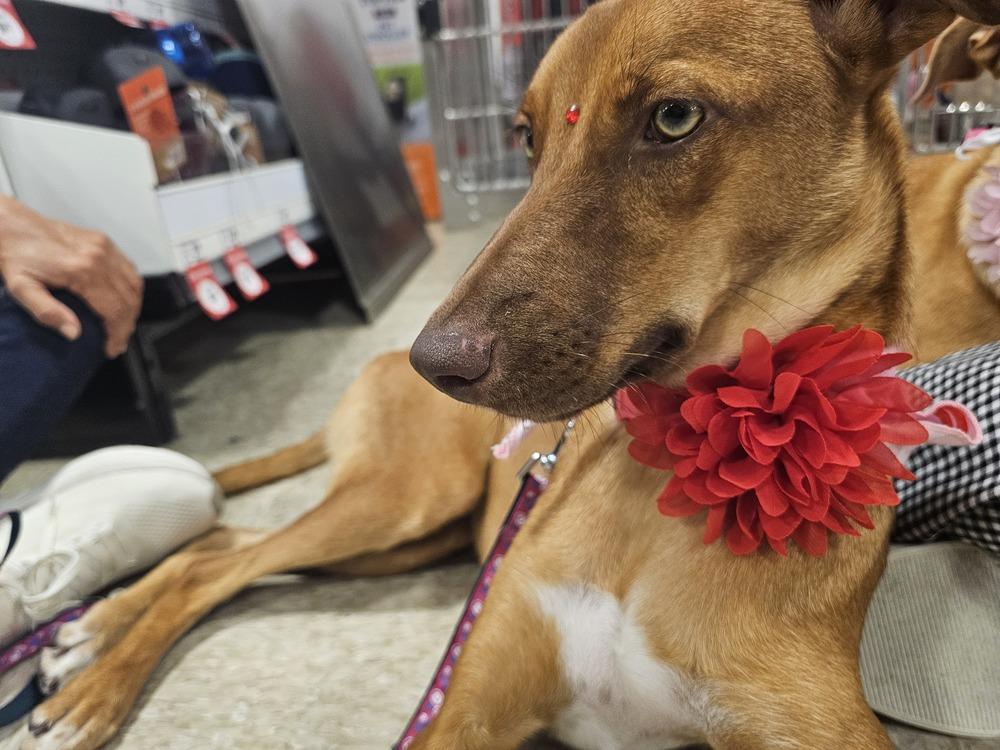 Enlarge Layla, a Adoptable mixed breed in Naranjito, PR image 1/6