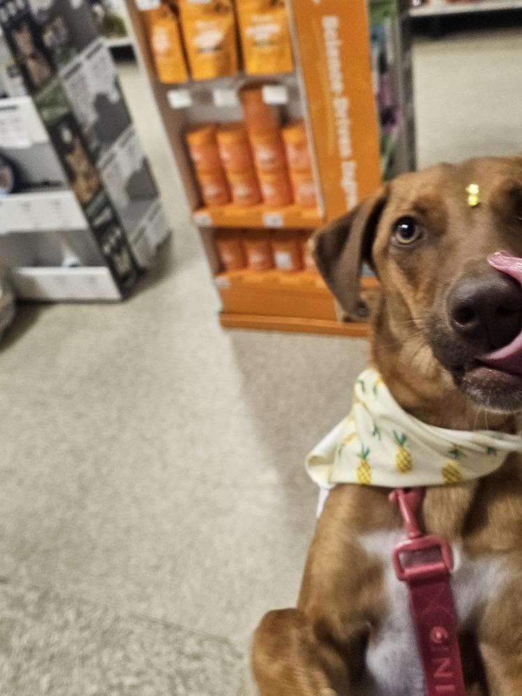 Enlarge Layla, a Adoptable mixed breed in Naranjito, PR image 2/6