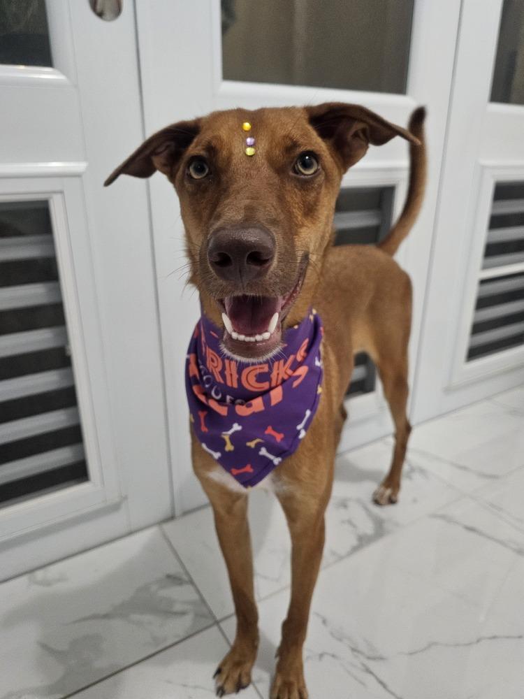 Enlarge Layla, a Adoptable mixed breed in Naranjito, PR image 3/6