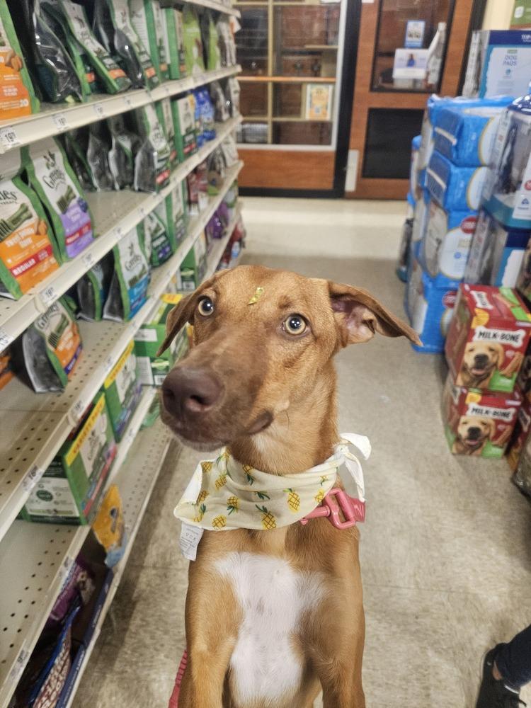 Enlarge Layla, a Adoptable mixed breed in Naranjito, PR image 4/6