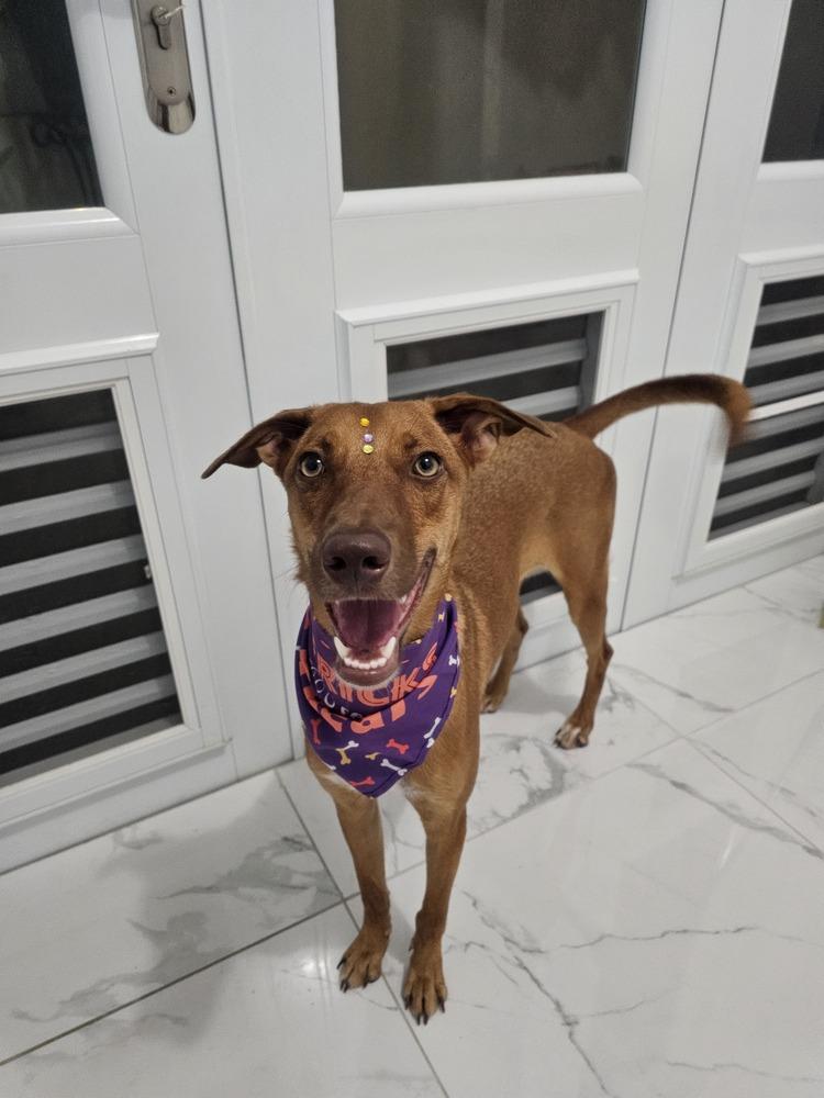 Enlarge Layla, a Adoptable mixed breed in Naranjito, PR image 5/6