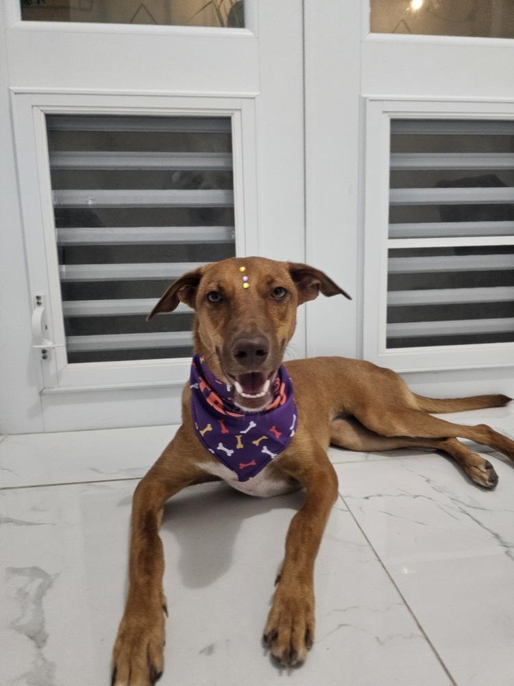 Enlarge Layla, a Adoptable mixed breed in Naranjito, PR image 6/6
