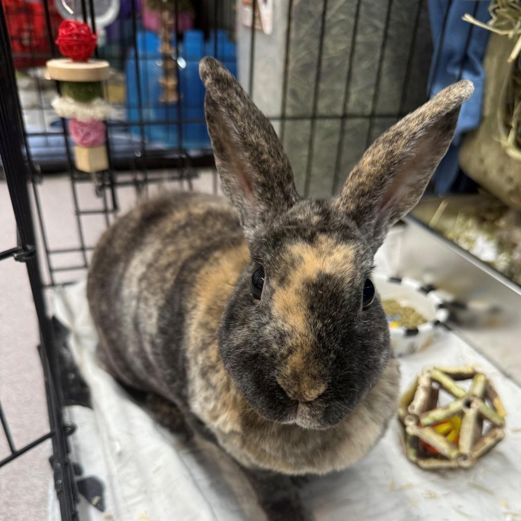 Enlarge Savannah, a Adoptable Mini Rex in Branford, CT image 1/1