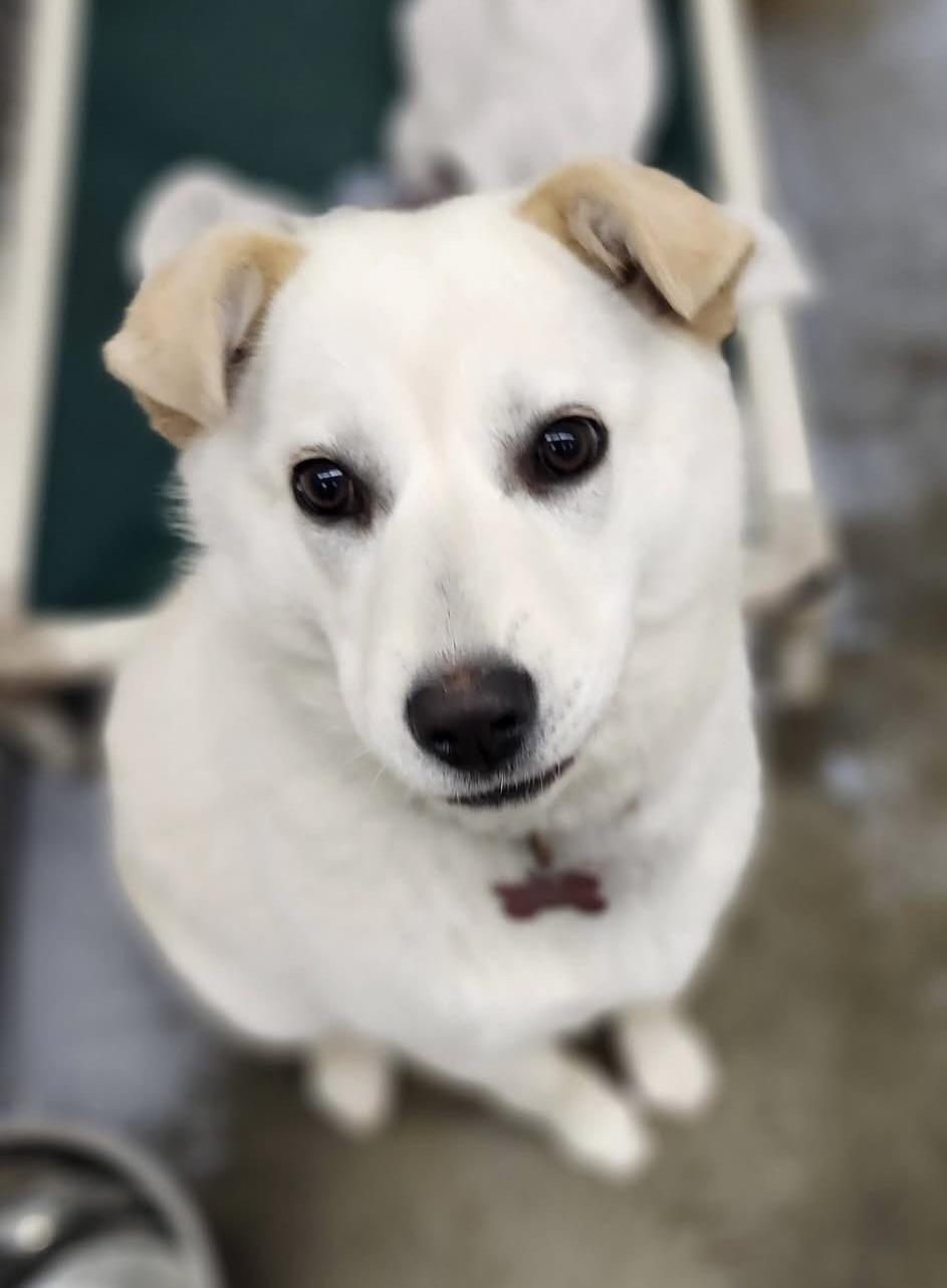 Enlarge Isabella, a ADOPTABLE mixed breed in Meadow Lake, SK image 1/2