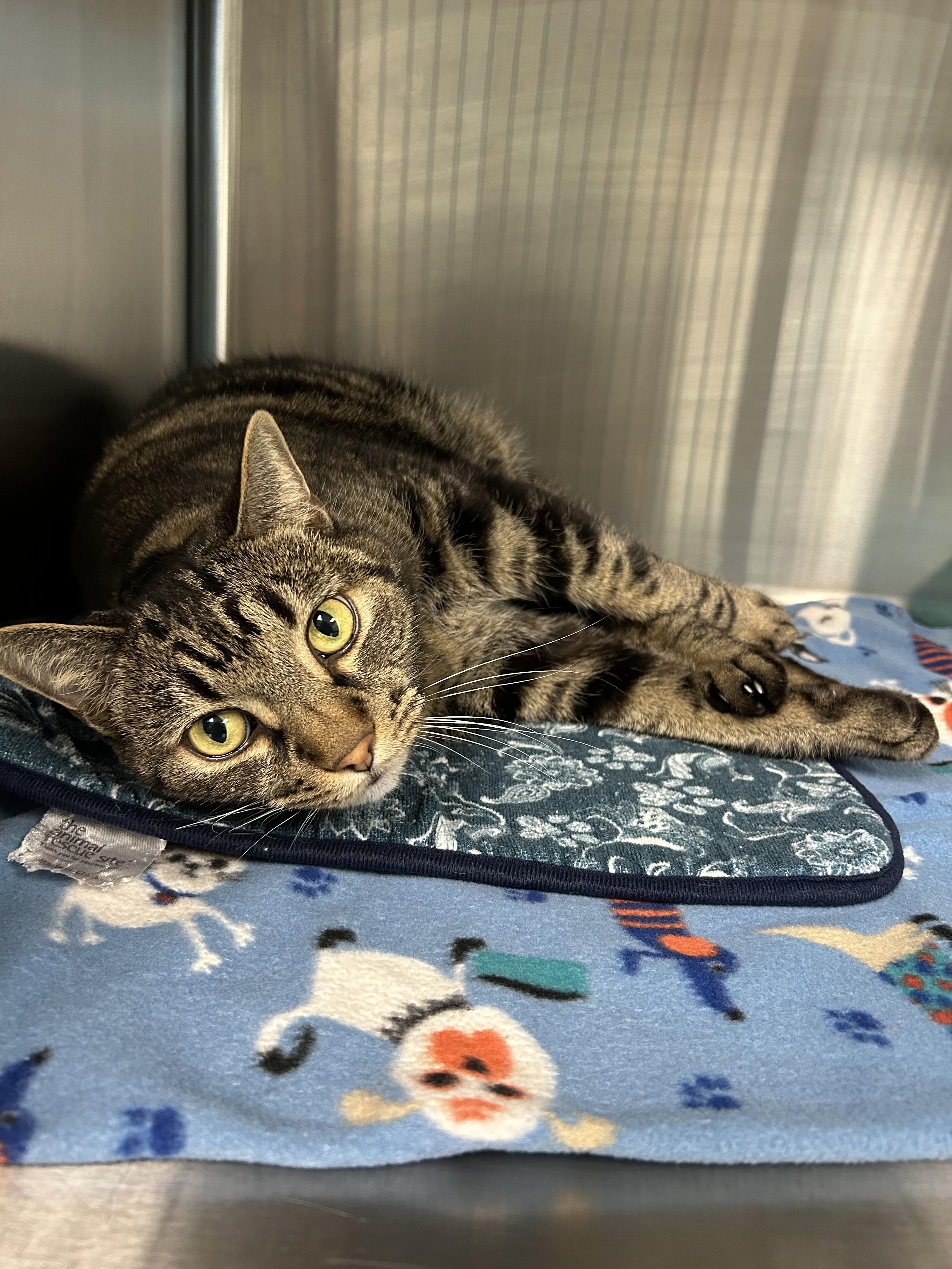 Calvin - Adoption fee fully sponsored in memory of Bubz, a Adoptable mixed breed in Chico, CA image 1/6