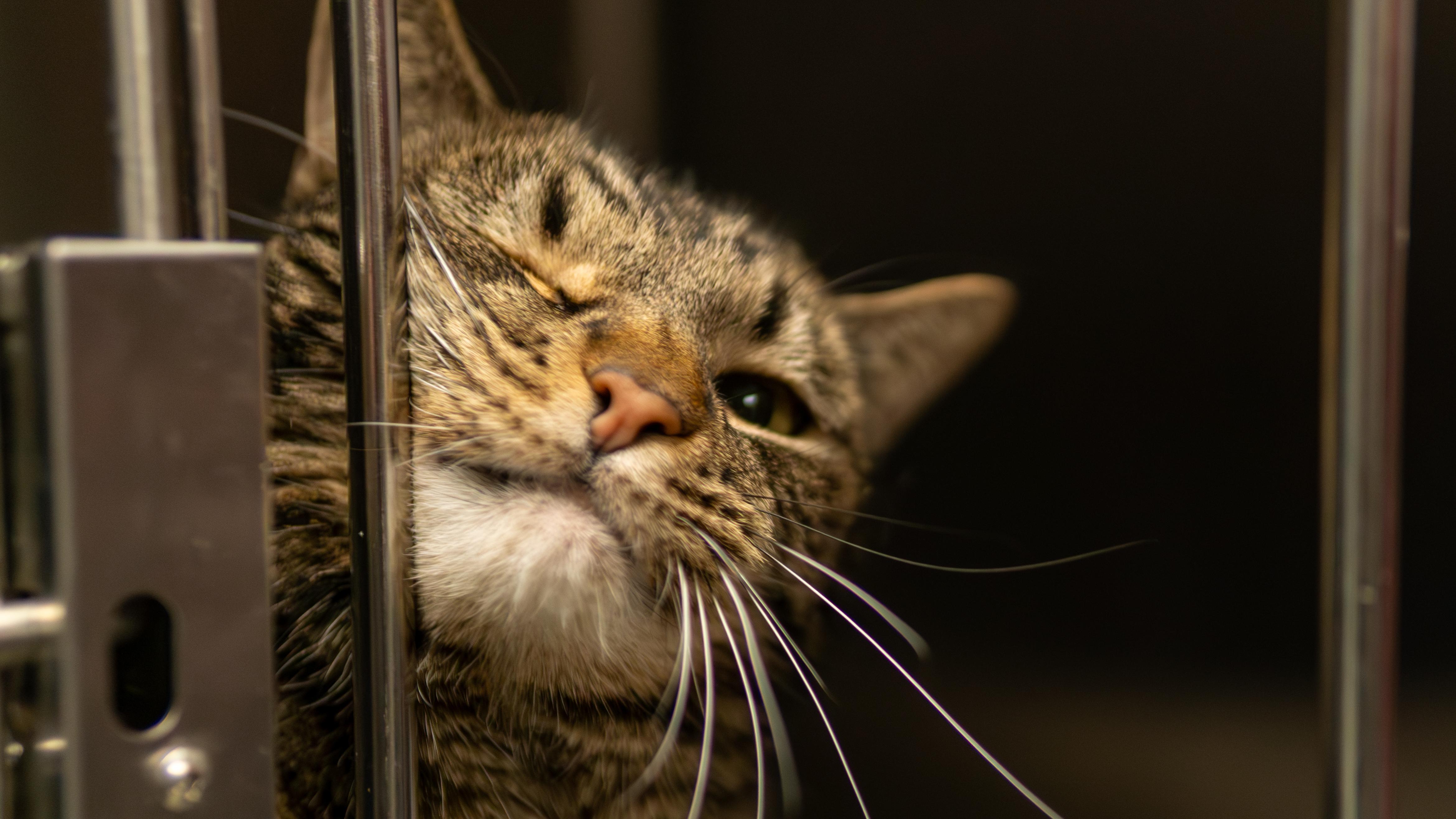 Calvin - Adoption fee fully sponsored in memory of Bubz, a Adoptable mixed breed in Chico, CA image 2/6